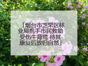 烟台市芝罘区林业局携手市民救助受伤牛背鹭 待其康复后放归自然
