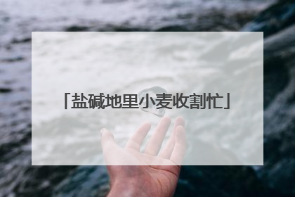 盐碱地里小麦收割忙