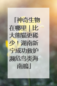 神奇生物在哪里｜比大熊猫更稀少！湖南新宁成功救护濒危鸟类海南鳽