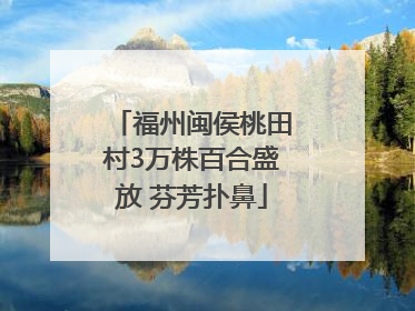 福州闽侯桃田村3万株百合盛放 芬芳扑鼻