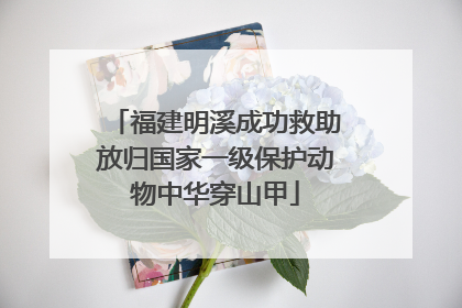 福建明溪成功救助放归国家一级保护动物中华穿山甲