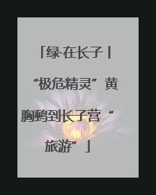 绿·在长子丨“极危精灵”黄胸鹀到长子营“旅游”