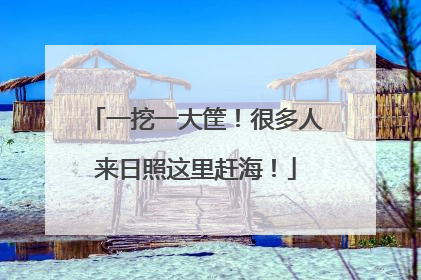 一挖一大筐！很多人来日照这里赶海！