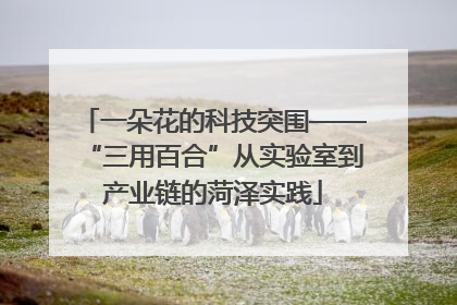 一朵花的科技突围——“三用百合”从实验室到产业链的菏泽实践