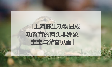 上海野生动物园成功繁育的两头非洲象宝宝与游客见面