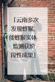 云南多次发现蜂猴、倭蜂猴实体 监测获阶段性成果