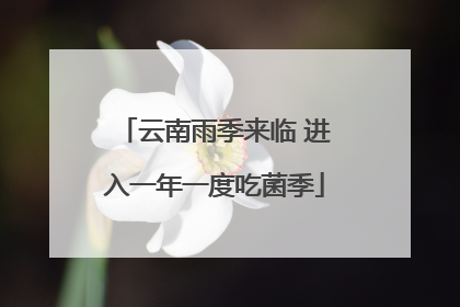 云南雨季来临 进入一年一度吃菌季