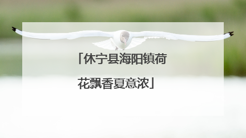 休宁县海阳镇荷花飘香夏意浓