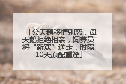 公天鹅移情别恋，母天鹅拒绝相亲，饲养员将“新欢”送走，时隔10天原配重逢