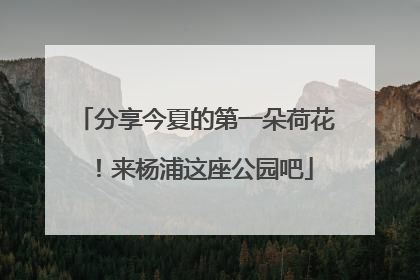 分享今夏的第一朵荷花！来杨浦这座公园吧
