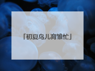 初夏鸟儿育雏忙