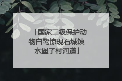 国家二级保护动物白鹭惊现石城镇水堡子村河道