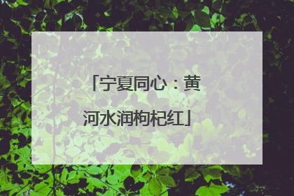 宁夏同心：黄河水润枸杞红
