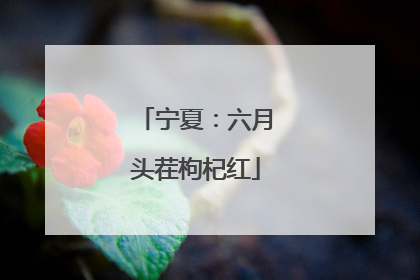 宁夏：六月头茬枸杞红
