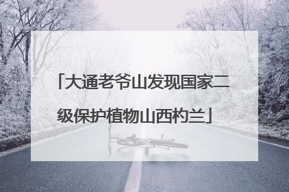 大通老爷山发现国家二级保护植物山西杓兰