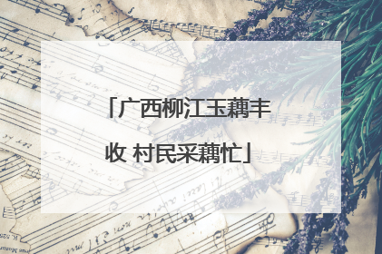 广西柳江玉藕丰收 村民采藕忙