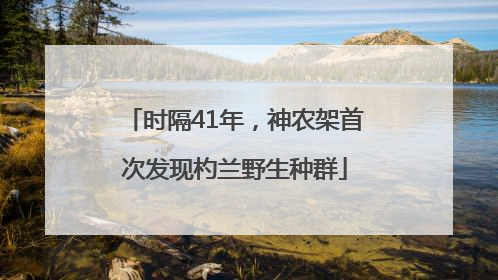 时隔41年，神农架首次发现杓兰野生种群