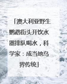 澳大利亚野生鹦鹉街头开饮水器排队喝水，科学家：成当地鸟界传统