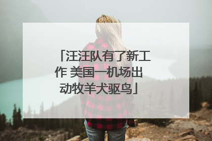 汪汪队有了新工作 美国一机场出动牧羊犬驱鸟