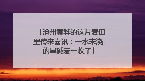 沧州黄骅的这片麦田里传来喜讯：一水未浇的旱碱麦丰收了
