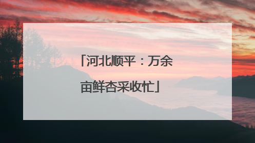 河北顺平：万余亩鲜杏采收忙