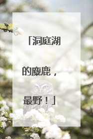 洞庭湖的麋鹿，最野！