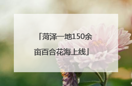 菏泽一地150余亩百合花海上线