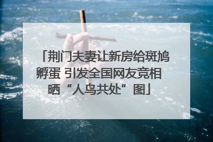 荆门夫妻让新房给斑鸠孵蛋 引发全国网友竞相晒“人鸟共处”图
