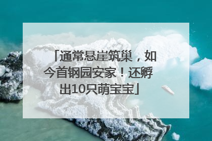 通常悬崖筑巢，如今首钢园安家！还孵出10只萌宝宝