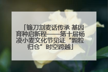镰刀割麦话传承 基因育种启新程——第十届杨凌小麦文化节见证“颗粒归仓”时空跨越