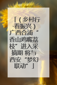 （乡村行·看振兴）广西合浦“香山鸡嘴荔枝”进入采摘期 将与西安“梦幻联动”