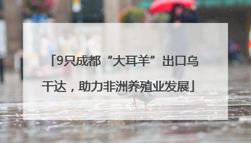 9只成都“大耳羊”出口乌干达，助力非洲养殖业发展